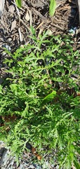 Lepidium bonariense