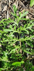 Lepidium bonariense