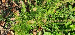 Lepidium bonariense