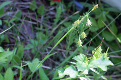 Carex castanea
