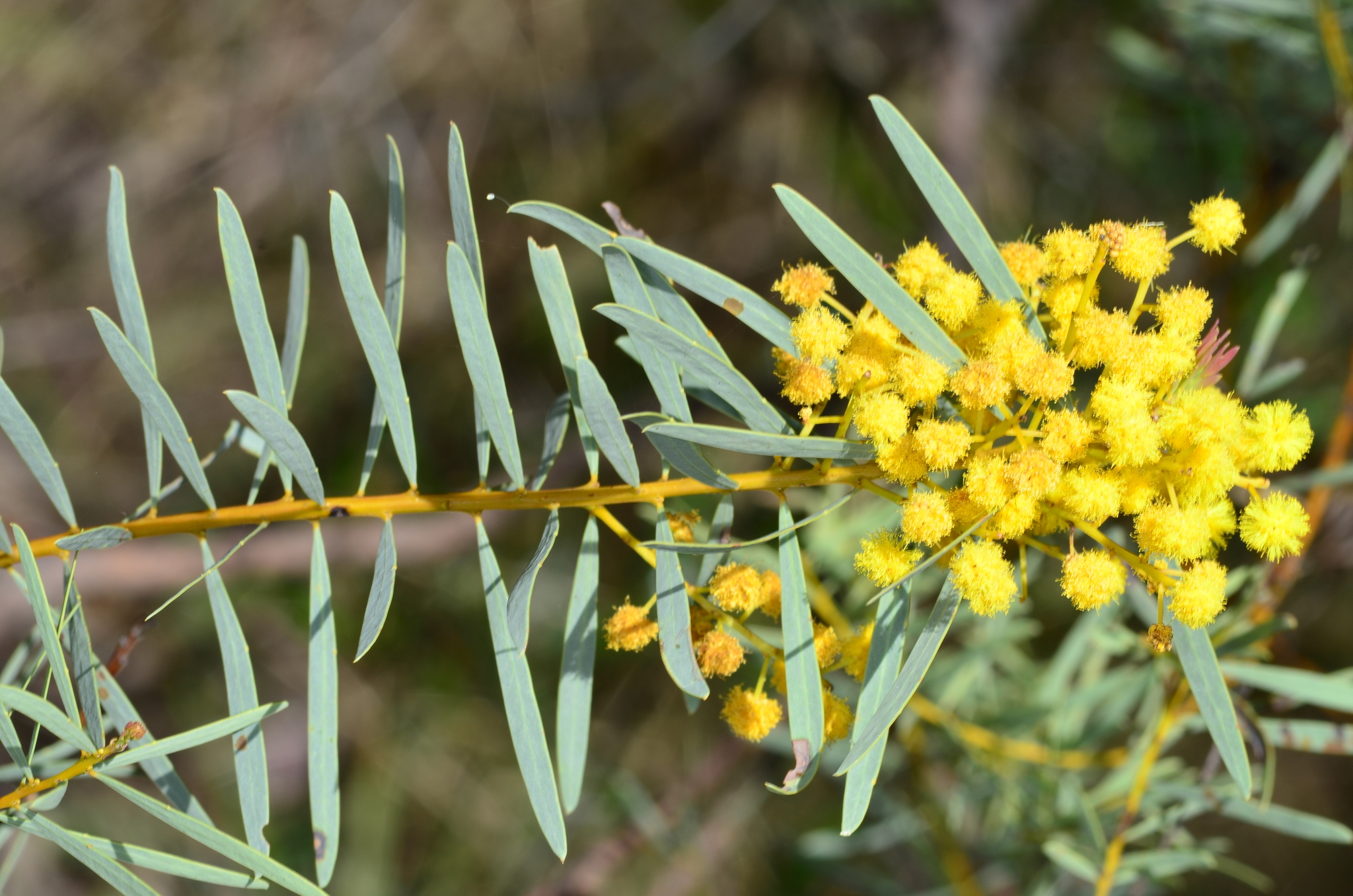 Acacia decora