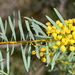 Golden Wattle - Photo (c) Chris Lindorff, some rights reserved (CC BY-NC), uploaded by Chris Lindorff