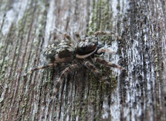 Salticidae