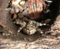 Salticidae