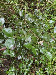 Psydrax odorata odorata