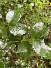 Psydrax odorata odorata