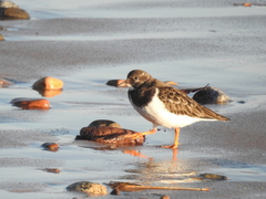 Arenaria interpres