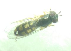 Melanostoma