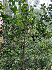 Psydrax odorata odorata