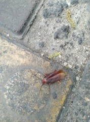 Periplaneta americana