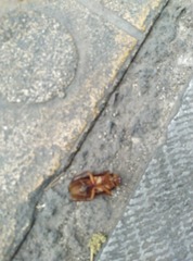 Periplaneta americana