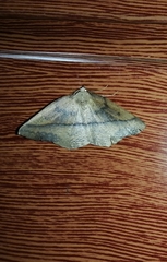 Syncirsodes primata