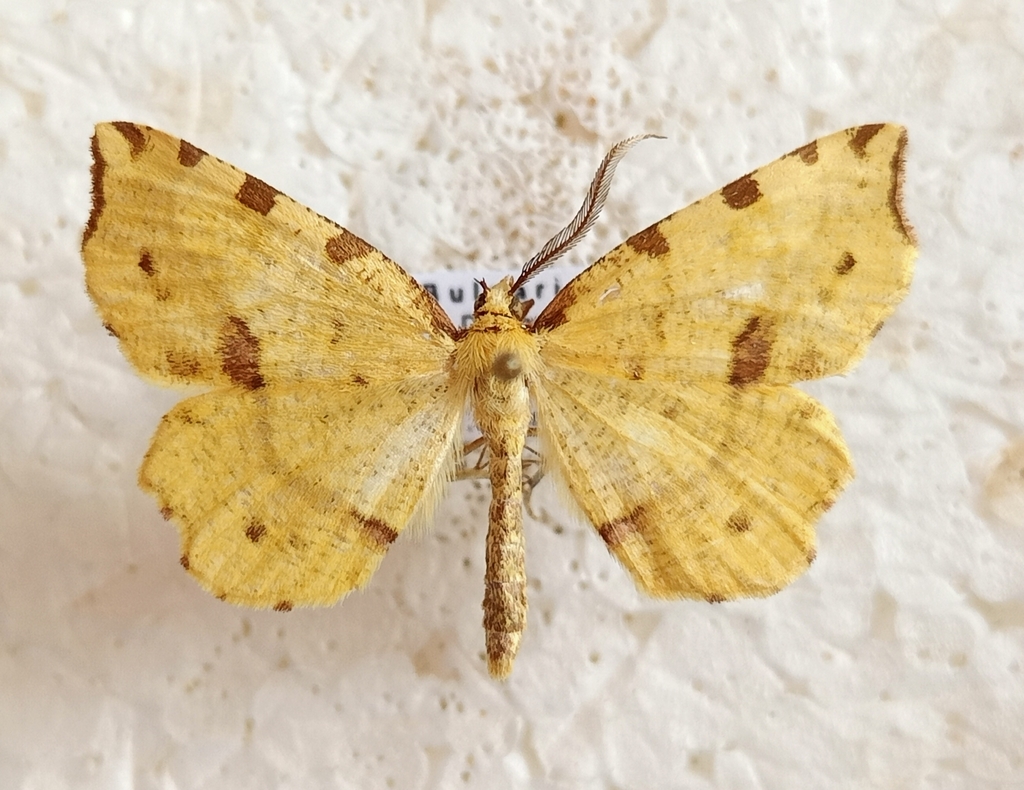 Therapis flavicaria