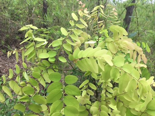 Dalbergia oliveri