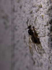 Myrmecocystus testaceus