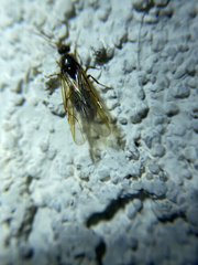Myrmecocystus testaceus