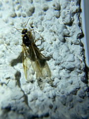 Myrmecocystus testaceus