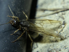 Myrmecocystus testaceus