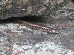 Concinnia brachysoma