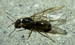Myrmecocystus testaceus