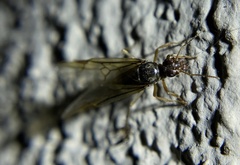 Myrmecocystus testaceus