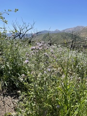 Phacelia cicutaria hispida