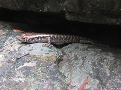 Concinnia brachysoma