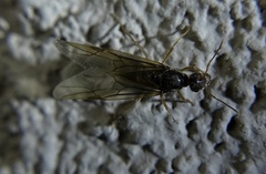 Myrmecocystus testaceus