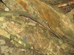 Concinnia brachysoma