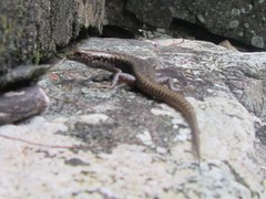 Concinnia brachysoma