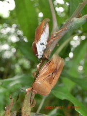 Tessaratoma papillosa