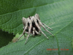 Araneidae