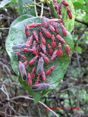 Thunbergia marginata