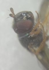 Melanostoma