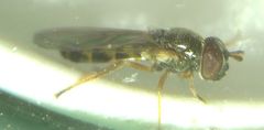 Melanostoma