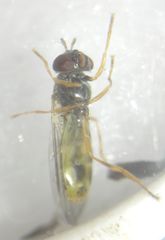 Melanostoma