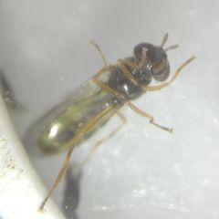 Melanostoma