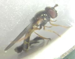 Melanostoma