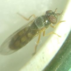 Melanostoma