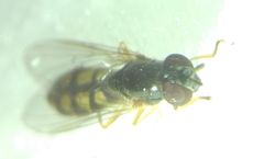 Melanostoma