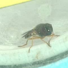 Melanostoma