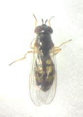 Melanostoma