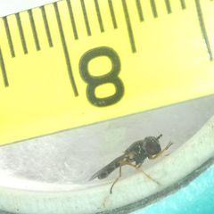 Melanostoma
