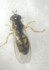 Melanostoma