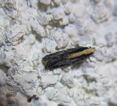 Aroga paraplutella