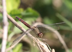 Erythrodiplax fervida