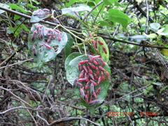 Thunbergia marginata