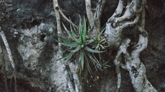 Agave quiotepecensis