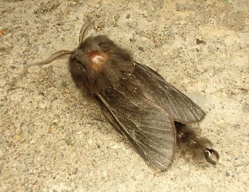 New Zealand Common Bag Moth photo 3