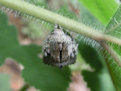 Araneidae